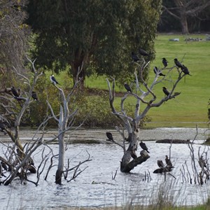 Western KI Caravan Park & Wildlife Reserve