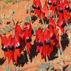 Sturt's Desert Pea