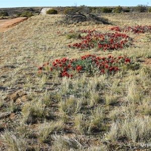 Oodnadatta Track - William Ck to Oodnadatta