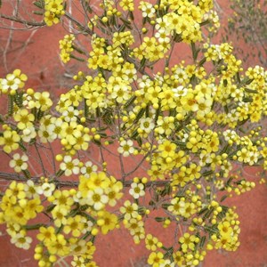 Micromyrtus