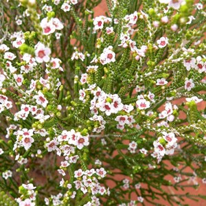 Thryptomene