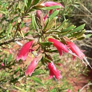 Eremophila