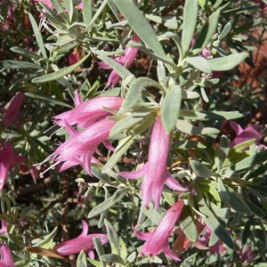 Eremophila - pink form