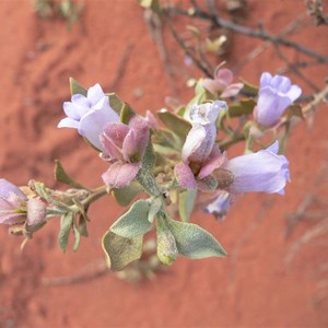 Eremophila