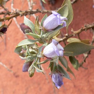 Eremophila