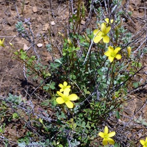 Oxalis exilis