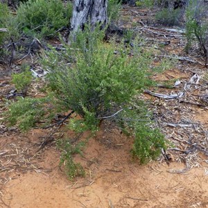 Currant Bush - Scaevola spinescens