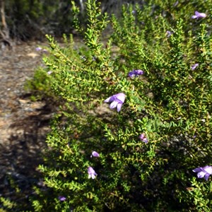 Eremophila weldii