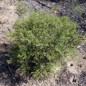 Eremophila weldii