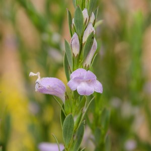 Erimophila weldii