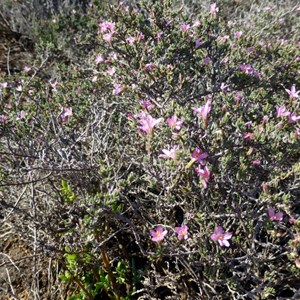 Frankenia cinerea