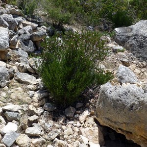 Poverty Bush - Eremophila alternifolia