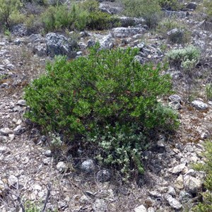 Slender Fuchsia - Eremophila decipiens 