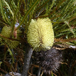 Swordfish Banksia - Banksia elderiana