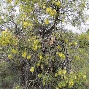 Hakea