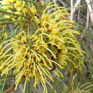 Hakea