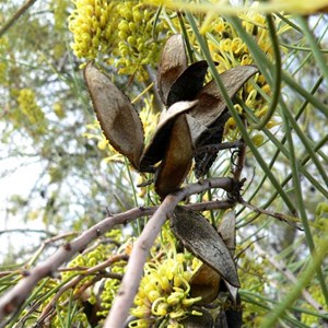 Hakea