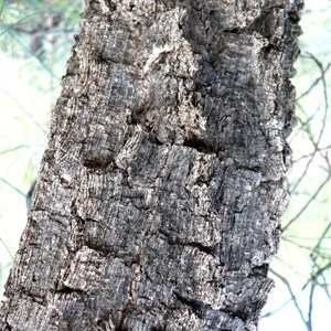 Hakea