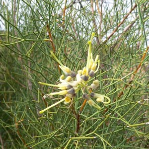 Hakea showing leaves