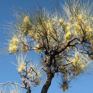 Grevillea