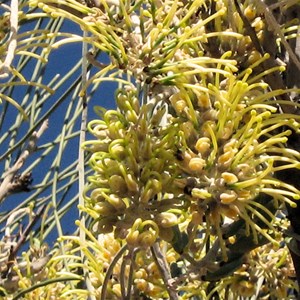 Grevillea