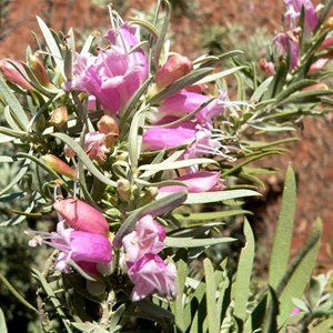 Eremophila