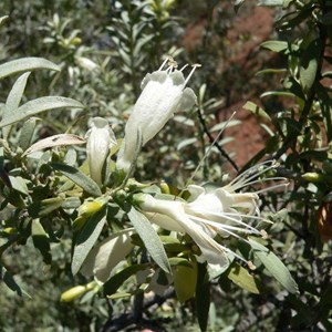 Eremophila