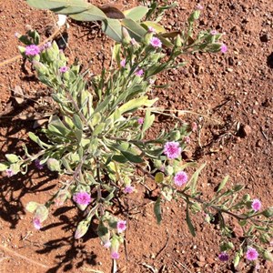 similar daisy south of Cloncurry, Qld.