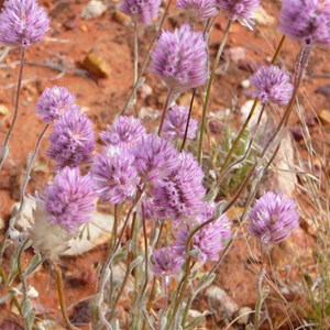 Hairy Mulla Mulla  - Ptilotus helipteroides 