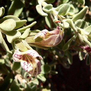 Eremophila forrestii ssp capensis 2009