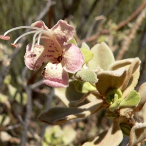 Eremophila near Kennedy Ranges WA 2009