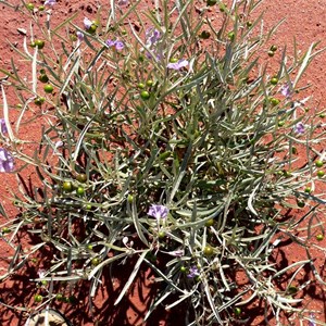 Bush Tomato