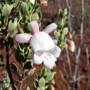 Eremophila