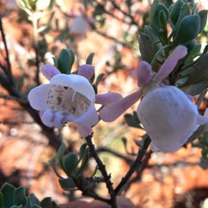 Eremophila