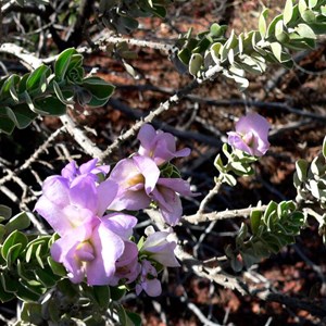 Eremophila