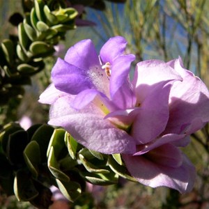 Eremophila