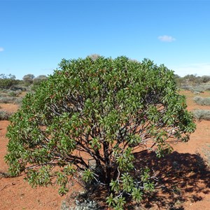 Emu Bush