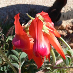 Sturts Desert Pea