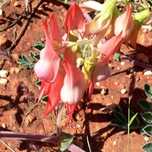 Sturts Desert Pea