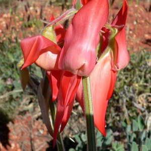 Sturts Desert Pea