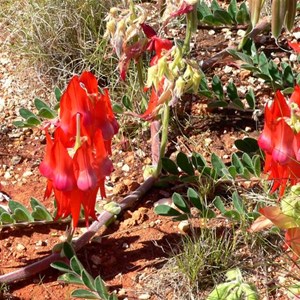 Sturts Desert Pea