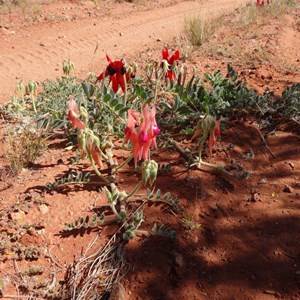 Pink Desert Pea