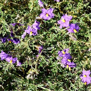 Bush Tomato