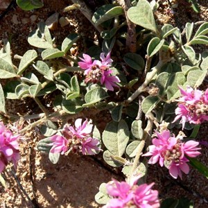 Indigofera boviperda subsp boviperda near Exmouth, WA