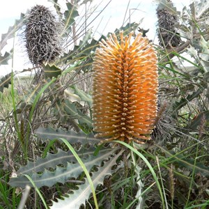 Banksia