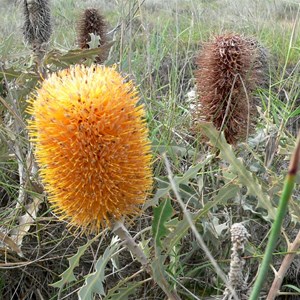 Banksia