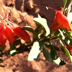 Eremophila