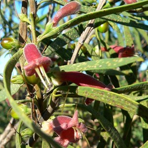 Eremophila longifolia