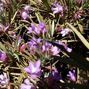 Eremophila