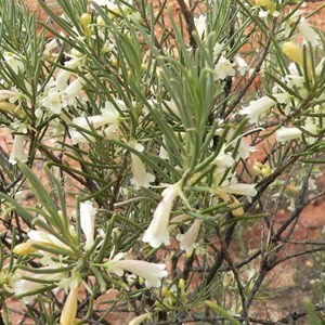 Eremophila